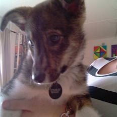 Blanding af racer Ballou