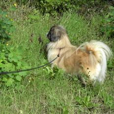 Pekingeser Sille **RIP**