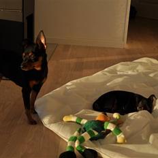 Dvaergpinscher Vedhauges O'Sally - Sally