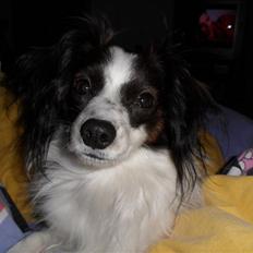 Blanding af racer Zulu *solgt*