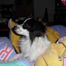 Blanding af racer Zulu *solgt*