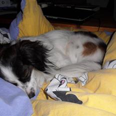 Blanding af racer Zulu *solgt*