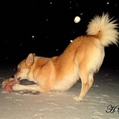 Islandsk fårehund Sasja