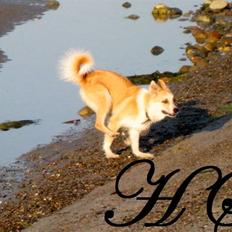 Islandsk fårehund Sasja