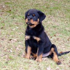 Rottweiler VomHauseDestenyCasanova