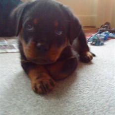 Rottweiler VomHauseDestenyCasanova