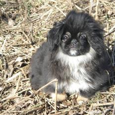 Pekingeser Holly