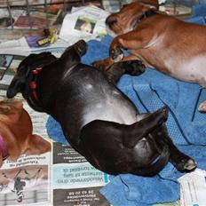 Staffordshire bull terrier Tovdal Salt 'N' Pepper