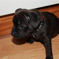 Staffordshire bull terrier Tovdal Salt 'N' Pepper