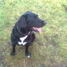 Blanding af racer Buller