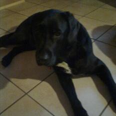 Blanding af racer Buller