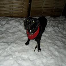 Blanding af racer Buller