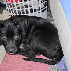 Blanding af racer tulle