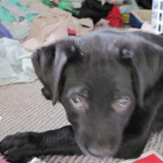 Blanding af racer tulle