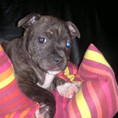 Staffordshire bull terrier Maggie