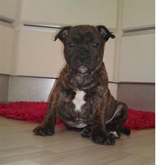 Staffordshire bull terrier Aslan