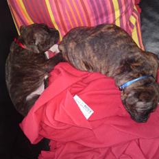 Staffordshire bull terrier Aslan