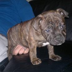 Staffordshire bull terrier Aslan