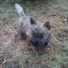 Cairn terrier Oskar