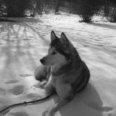 Alaskan malamute Sathay RIP