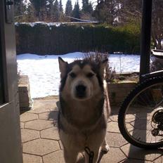 Alaskan malamute Sathay RIP