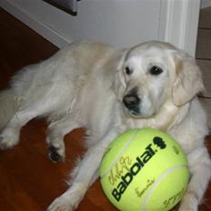 Golden retriever Alou