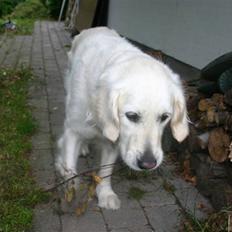 Golden retriever Alou