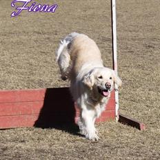 Golden retriever Fiona R.I.P ! :'(