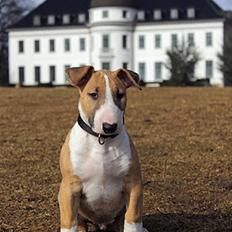 Bullterrier Cirkus