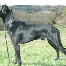 Blanding af racer ODIN