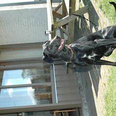 Blanding af racer ODIN