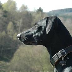 Blanding af racer ODIN