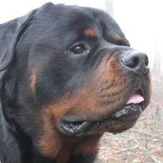Rottweiler Balder