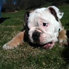Engelsk bulldog  R.I.P Otto