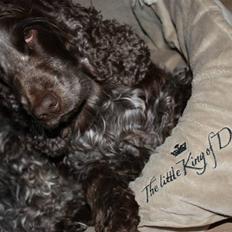 Cocker spaniel Vaks
