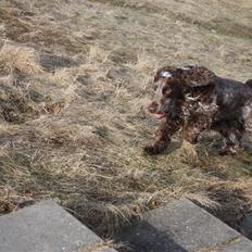 Cocker spaniel Vaks
