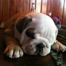 Engelsk bulldog  R.I.P Otto