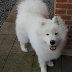 Samojedhund Silver