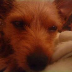 Blanding af racer Bounty