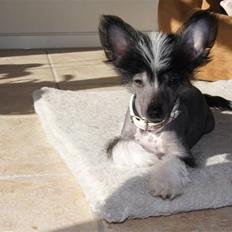 Chinese crested hårløs "Zimba" Valentin Knudsen