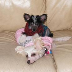 Chinese crested hårløs "Zimba" Valentin Knudsen