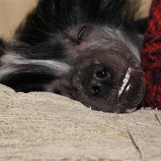 Chinese crested hårløs "Zimba" Valentin Knudsen