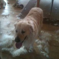 Golden retriever Chester