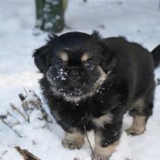 Tibetansk spaniel Cody