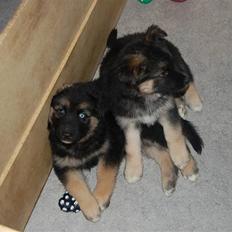 Blanding af racer Diesel