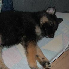 Blanding af racer Diesel