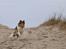 Shetland sheepdog Dixie - vinter 2010/2011