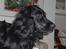 Cocker spaniel Thyra