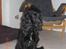 Cocker spaniel Thyra