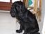 Cocker spaniel Thyra